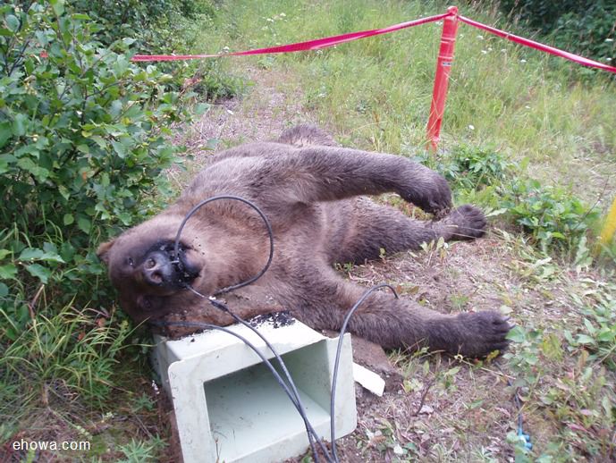 BEAR DIGS UP POWER CABLE