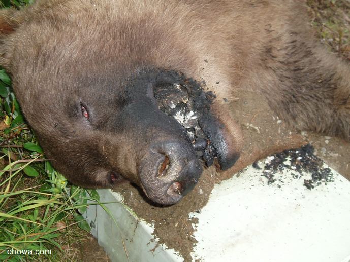 BEAR DIGS UP POWER CABLE