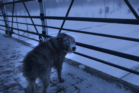 A dog wanders above Lake Shore Drive where dozens of vehicles were stranded in the storm.