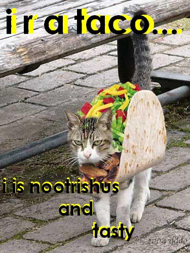different take on taco cat