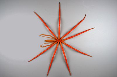These large animals have never been known to be found in the Antarctic deep sea, giant sea spiders length 25 cm is one of 30,000 animals - but still largely unfamiliar with the science right learn
