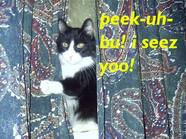 Sebastian peeking out through the curtains