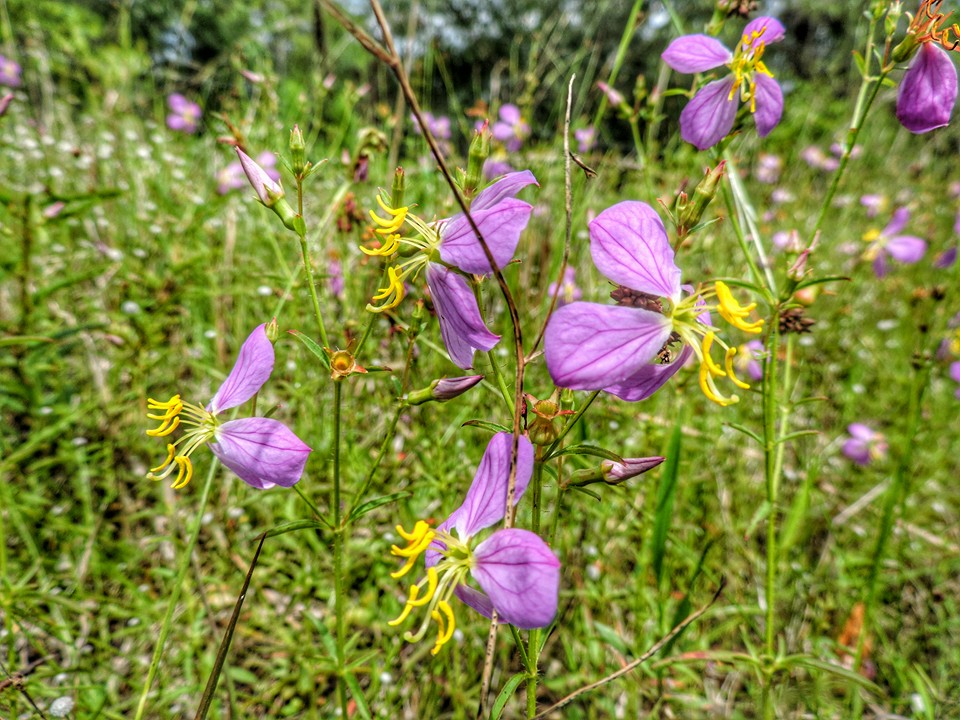 Flower Pictures