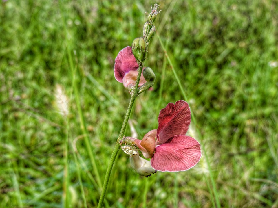 Flower Pictures