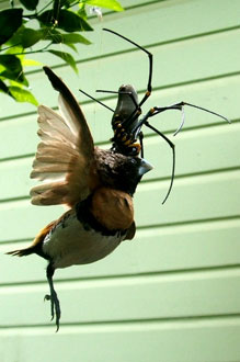 Giant Spider Eats Bird
