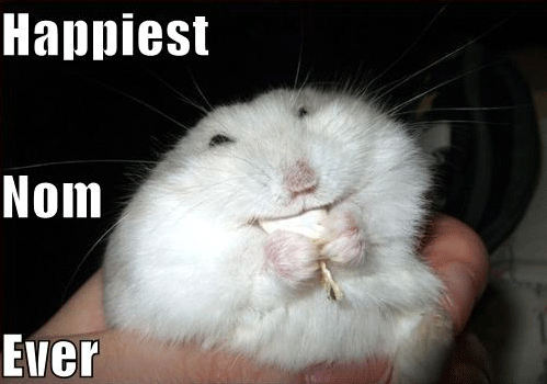 Funny Hamster Pictures