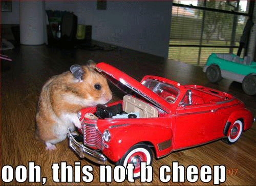 Funny Hamster Pictures