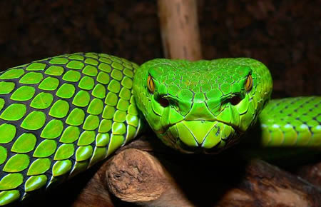 This striking bright green snake, commonly known as Gumprecht's green pit viper, is found in the Southeast Asian region of Greater Mekong.