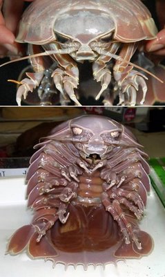 This Terminator look-alike is a Giant Isopod (Bathynomus giganteus), a carnivorous crustacean that spends its time scavenging the deep ocean floor, up to 6,000ft down on the seabed where there is no light. In the pitch black and cold, they survive by feasting on dead and decaying fish and other marine animals.