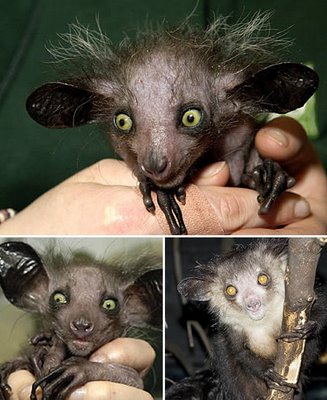 Considered by locals as a harbinger of misfortune, the Aye-aye is one of the world's most rare and bizarre looking primates. To the Malagasy people, the aye-aye is magical, and believed to bring death to the village it appears in; therefore they're often killed on sight. The aye-aye is the world's largest nocturnal primate with an average head and body length of 16 inches (40 centimeters), a long bushy tail of 2 feet (61 centimeters) long, and weighs about 4 pounds (2 kilos). The Aye-aye has large beady eyes, black hair, and large spoon-shaped ears. It has 5-fingered hands with flat nails, with a middle finger up to 3 times the length of the others.