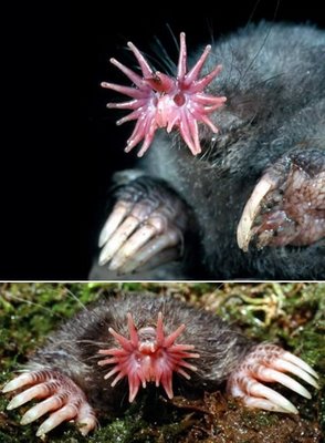 One of the most intriguing stars in the universe is right here on Earth: the eleven pairs of pink fleshy appendages ringing the snout of the star-nosed mole (Condylura cristata). he star is an extraordinary touch organ with more than 25,000 minute sensory receptors, called Eimer's organs, with which this hamster-sized mole feels its way around.