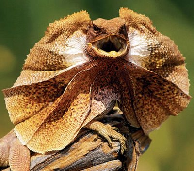  The frilled lizard (Chlamydosaurus kingi) is a yellowish-brown australian lizard has got a large frill of skin to the sides of the neck and throat. It is about 90 cm/35 in long, and when is angry or alarmed, it erects its frill, which may be as much as 25cm/10 in in diameter, thus giving itself the appearance of being larger than it really is. Frilled lizards are generally tree-living but may spend some time on the ground, where they run with their forelimbs in the air.