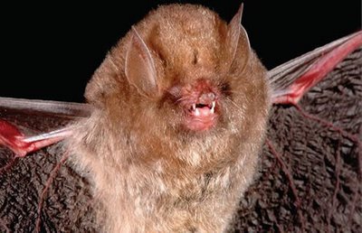 Another of the species found in one of the world's last scientifically unexplored regions, Asia's Greater Mekong, the Kerivoula Kachinensis is one of the most disturbing bats ever found.