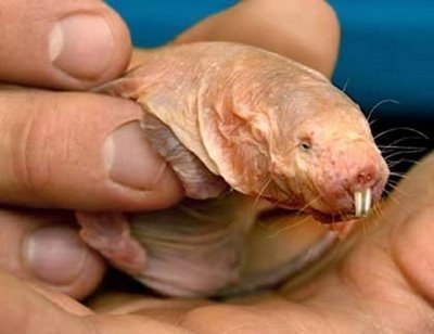 The Naked Mole Rat has little hair (hence the common name) and wrinkled pink or yellowish skin. The naked mole rat is also of interest because it is extraordinarily long-lived for a rodent of its size (up to 28 years). The secret of their longevity is debated, but is thought to be related to the fact that they can shut down their metabolism during hard times, and so prevent oxidative damage.  