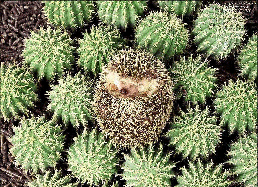 Hedgehog in cactus