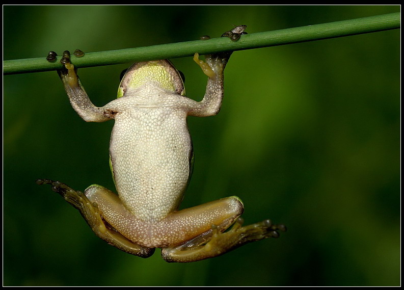 Frog hanging in there