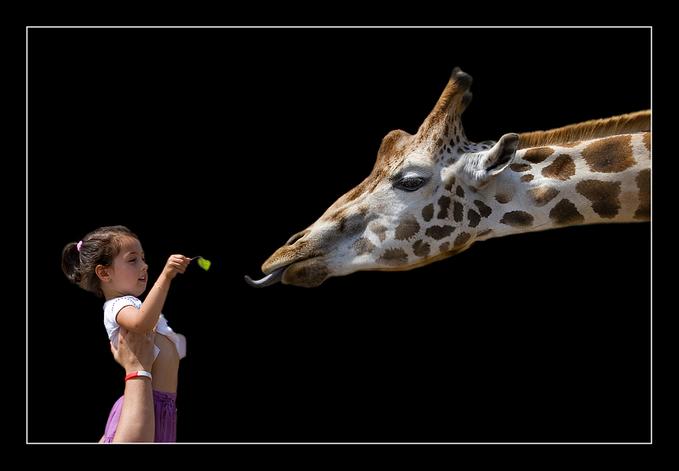 Giraffe and Girl