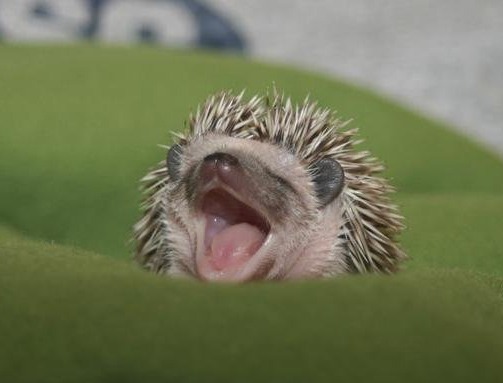 Hedgehog yawns