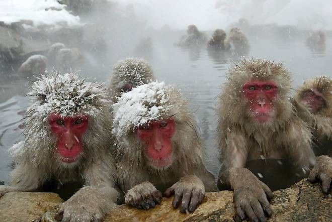 Cold Monkeys