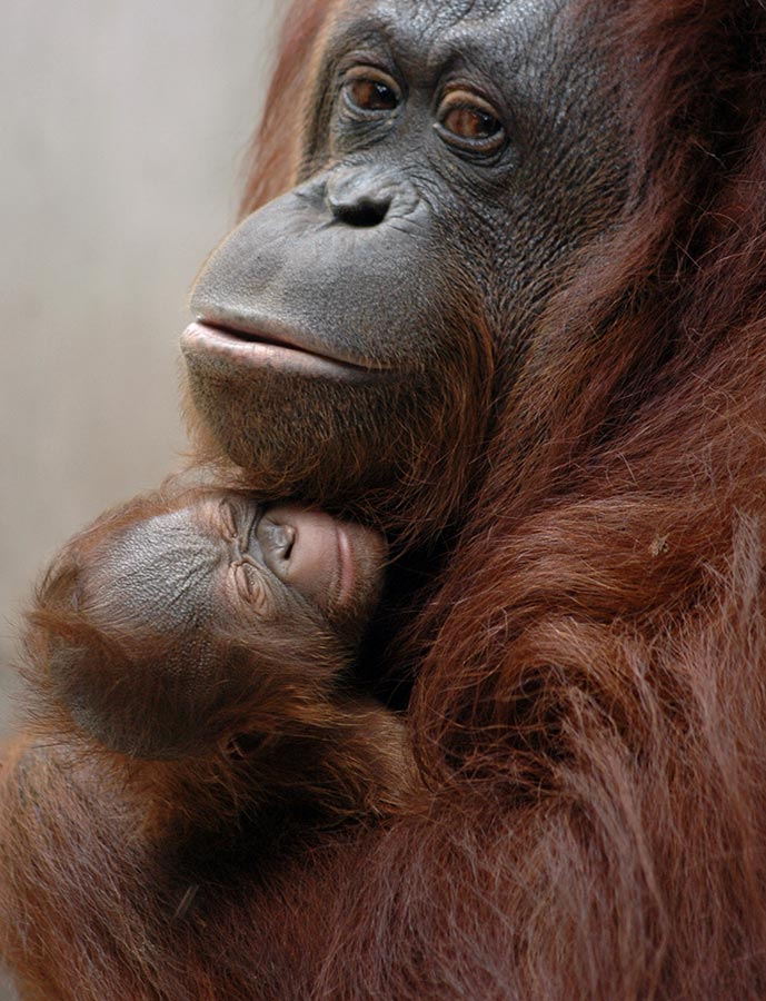 Orangutan Mother and Child
