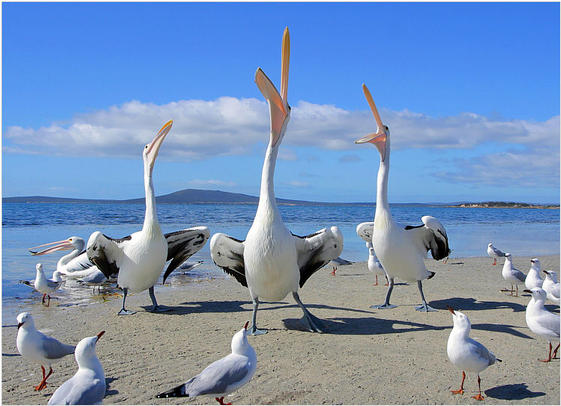 Singing Pelicans