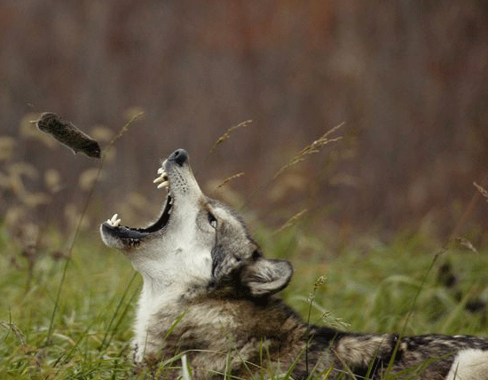 Lunch time for Wolf