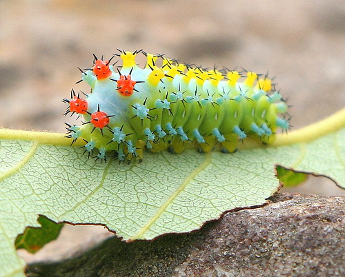 Top 10 Most Beautiful Caterpillars