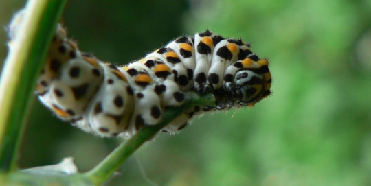 Top 10 Most Beautiful Caterpillars