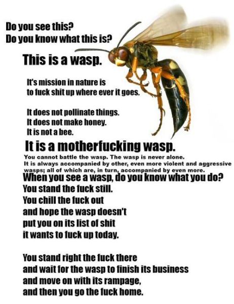 The wasp and the N
