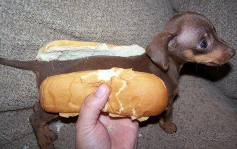 The meat managed to eat the bun before he had a go at it.