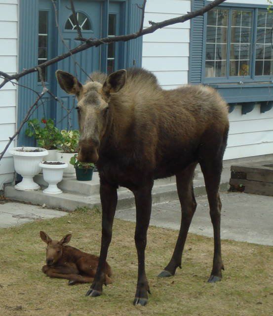 BABY MOOSE BORN IN THE FRONT YARD