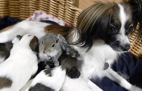 the dog dragged the squirrel's cage before giving birth
