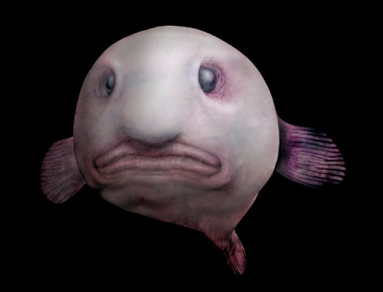 not a photoshop, look up Blobfish
