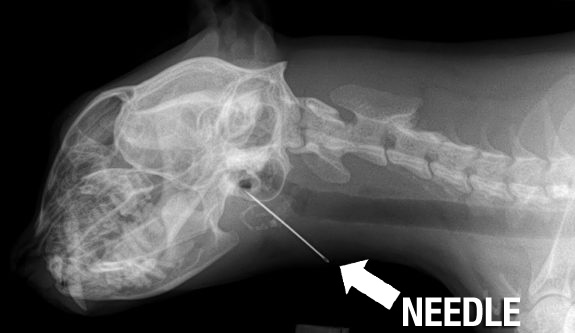 wtf, how does a dog swallow a needle?