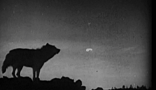 Trippy GIF of a wolf howling at the night sky.