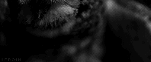Trippy gif of an owl in black and white.