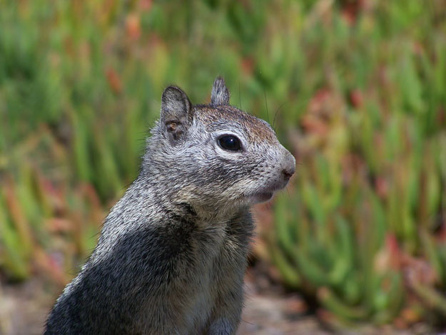 This squirrel just wants you to appreciate her efforts sometimes