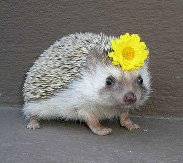 This hedgehog with a daisy in her hair wishes you would spend a lot less time on EBW