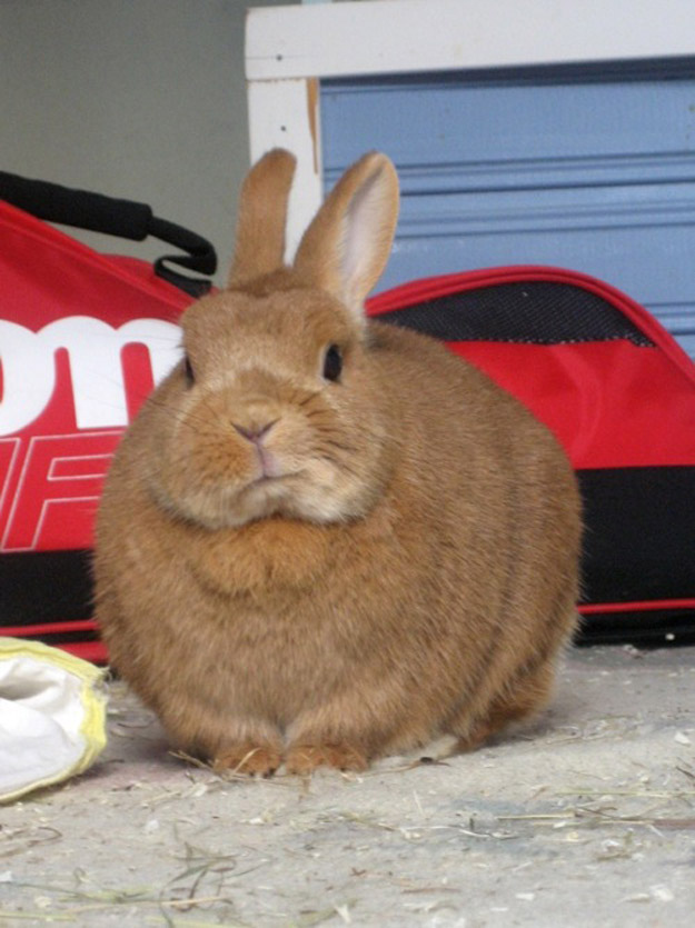 This rabbit doesn't give a crap about you