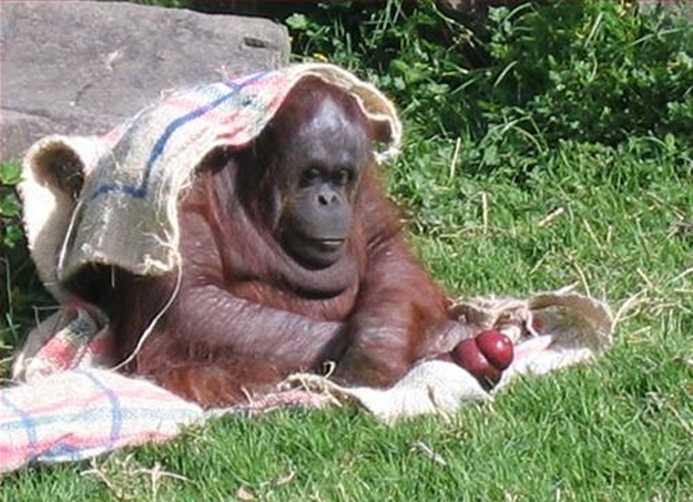 This orangutan thinks you are wasting your life online