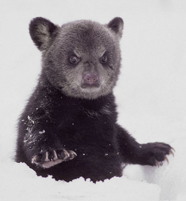 This baby bear is frankly shocked that you uploaded that picture. Shocked!