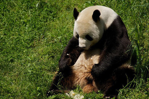 This panda thought you were going to stand up to the mods for once in your life