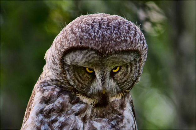 Owl just figured out how much money you spend on medicinal pot every week.