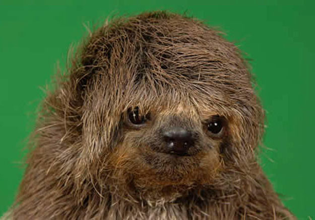 Sloth kind of feels like you should update your blogs more frequently.