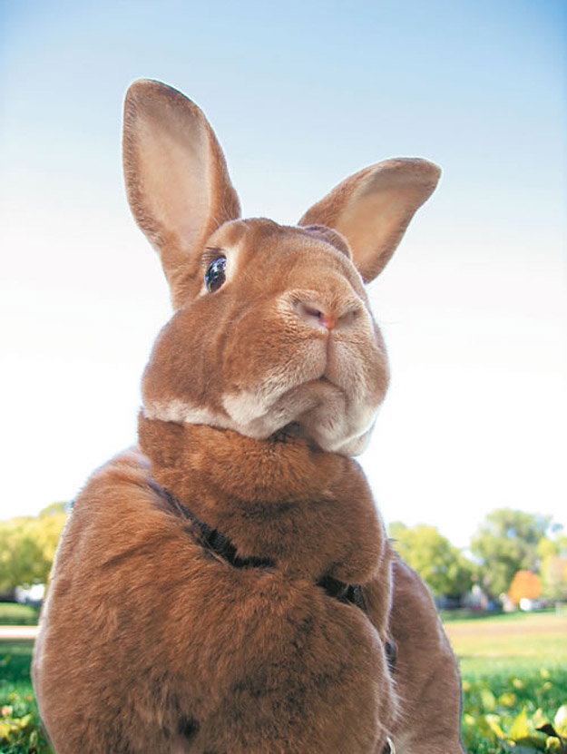 Rabbit is not pleased about your occasionally indelicate sense of humor in the comments section.