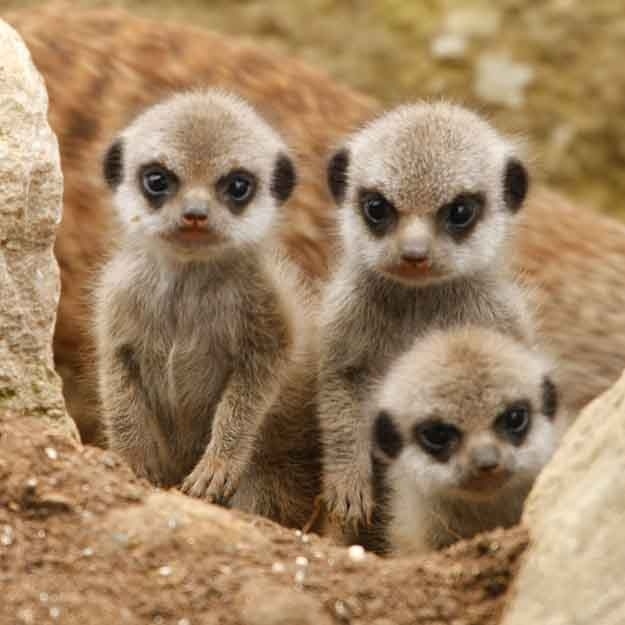 Meerkats think you have way too many alts..