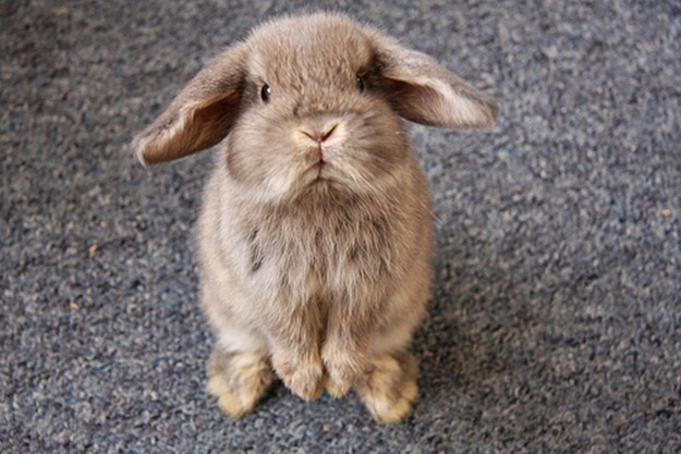 This rabbit feels like you always ignore her when she's talking to you