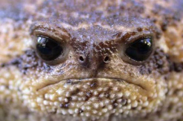 This toad thinks that you play with yourself too much