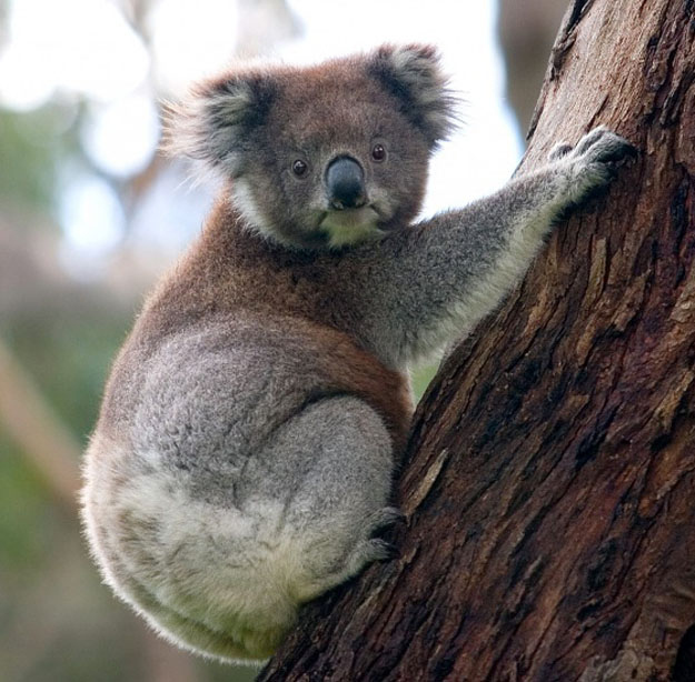 Koala thinks you need to explain yourself.
