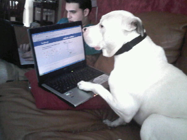 my dog checkin his bitches on facebook